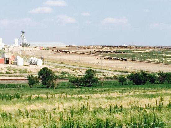 Cattle Feedlot Overlook